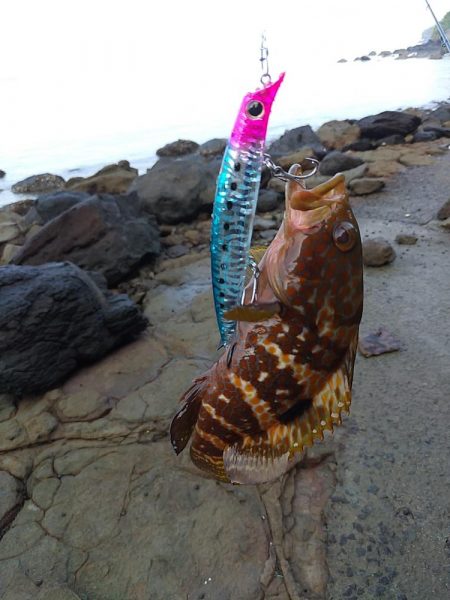 ダツ～！　に始まりヤズ・ネリゴ。